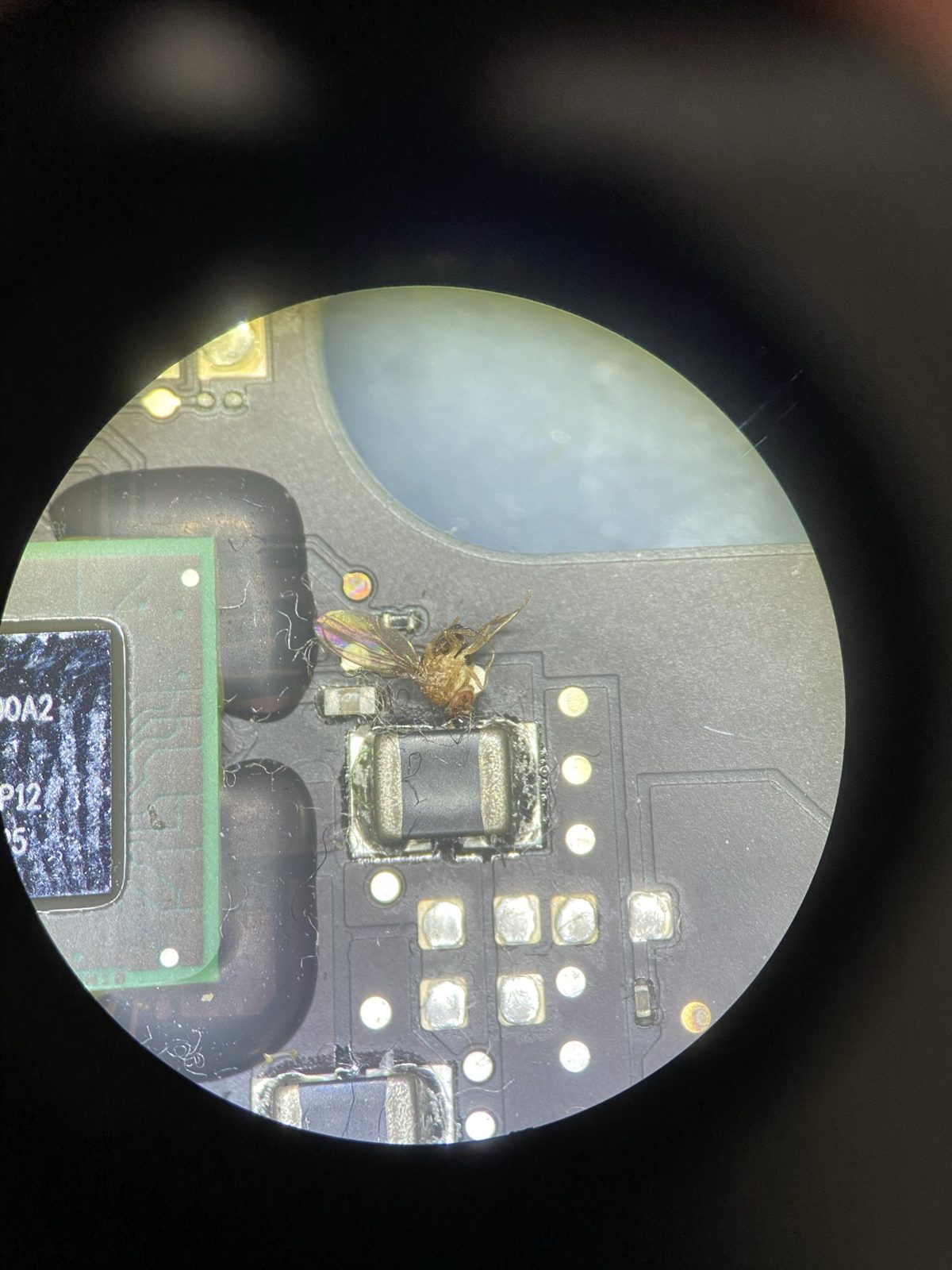 Insecto con las alas intactas posado sobre un componente de la placa de una MacBook, visto al microscopio